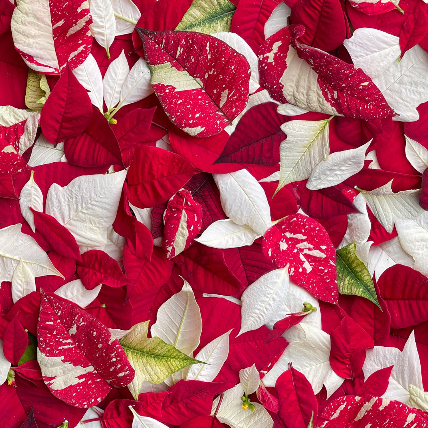 Hand Picked Christmas 5" Charm Pack, Maywood Studio CP-MASHPCH, 5" Precut Realistic Holly Xmas Floral Charm Pack Fabric Squares