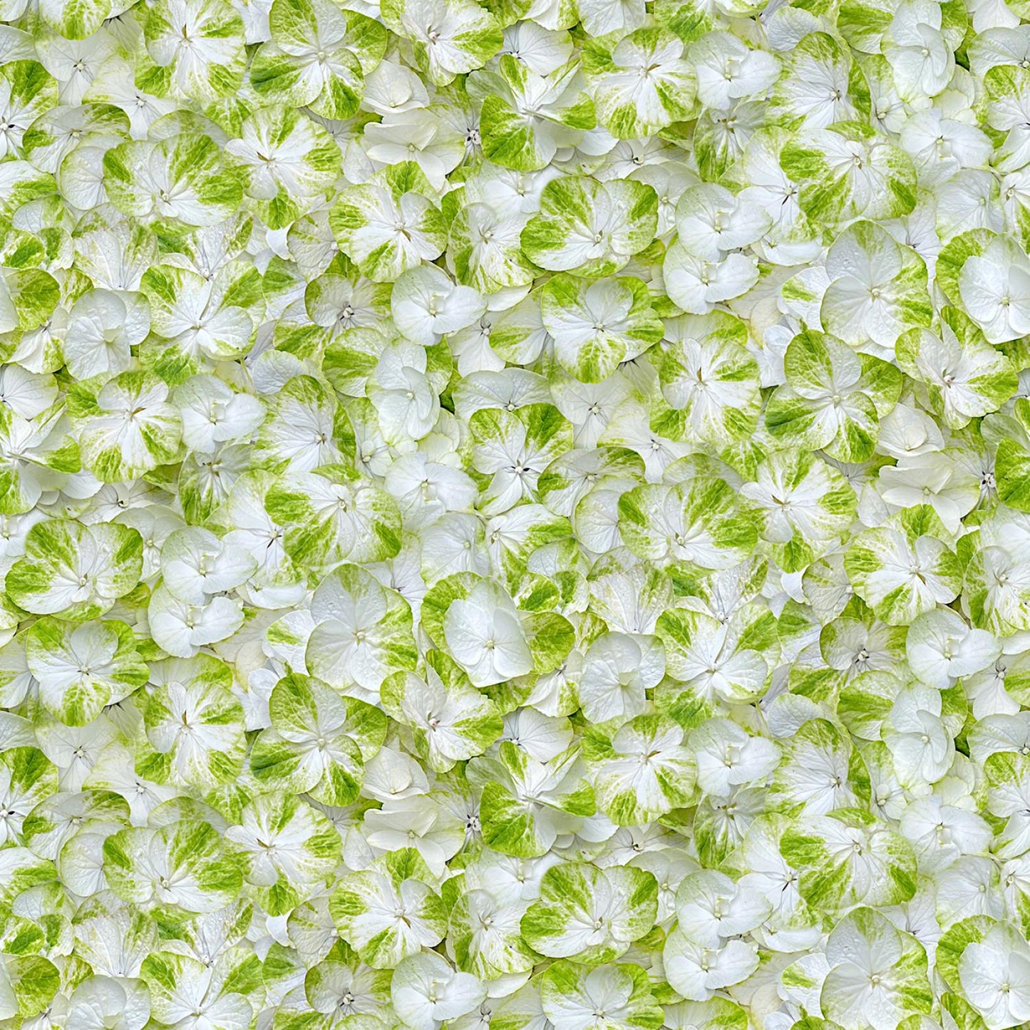 Hand Picked Christmas 5" Charm Pack, Maywood Studio CP-MASHPCH, 5" Precut Realistic Holly Xmas Floral Charm Pack Fabric Squares