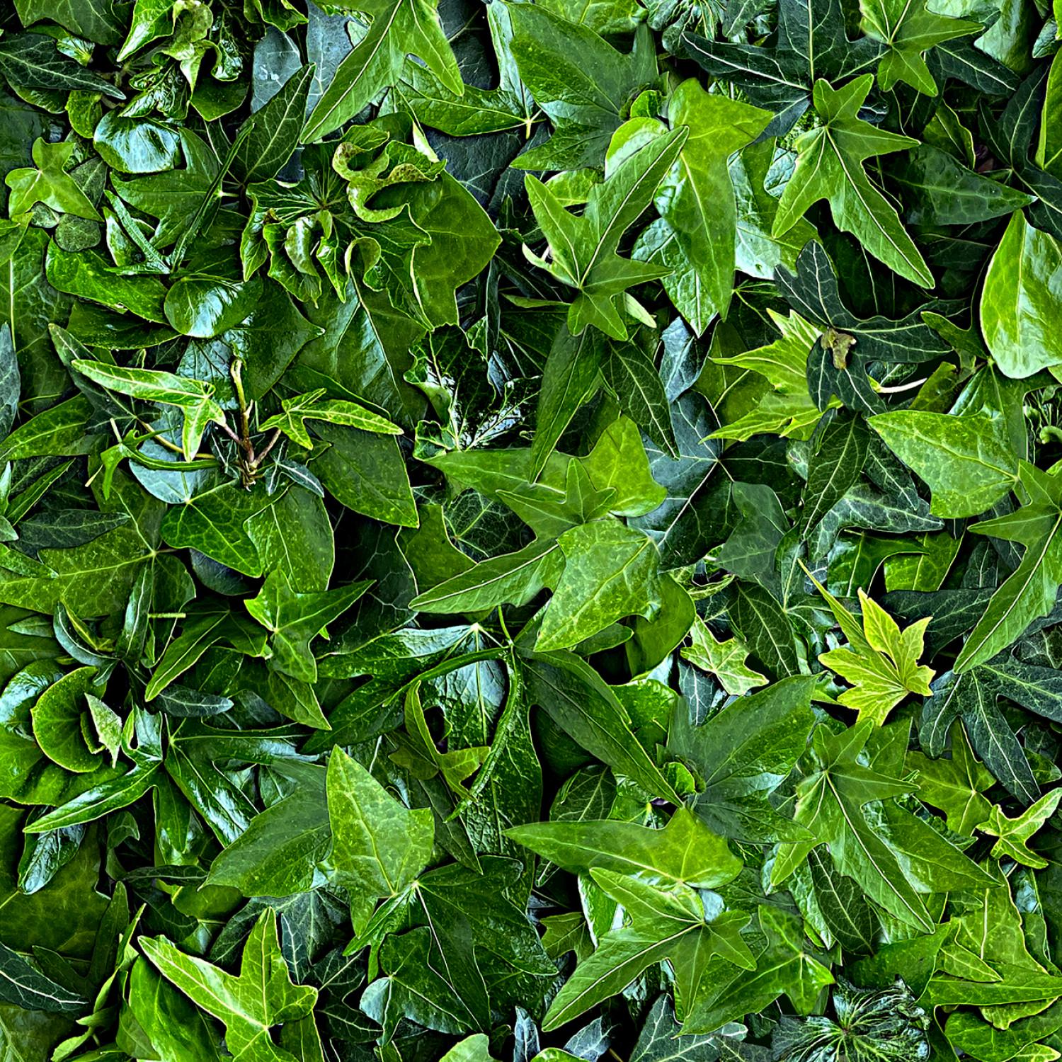 Hand Picked Christmas 5" Charm Pack, Maywood Studio CP-MASHPCH, 5" Precut Realistic Holly Xmas Floral Charm Pack Fabric Squares