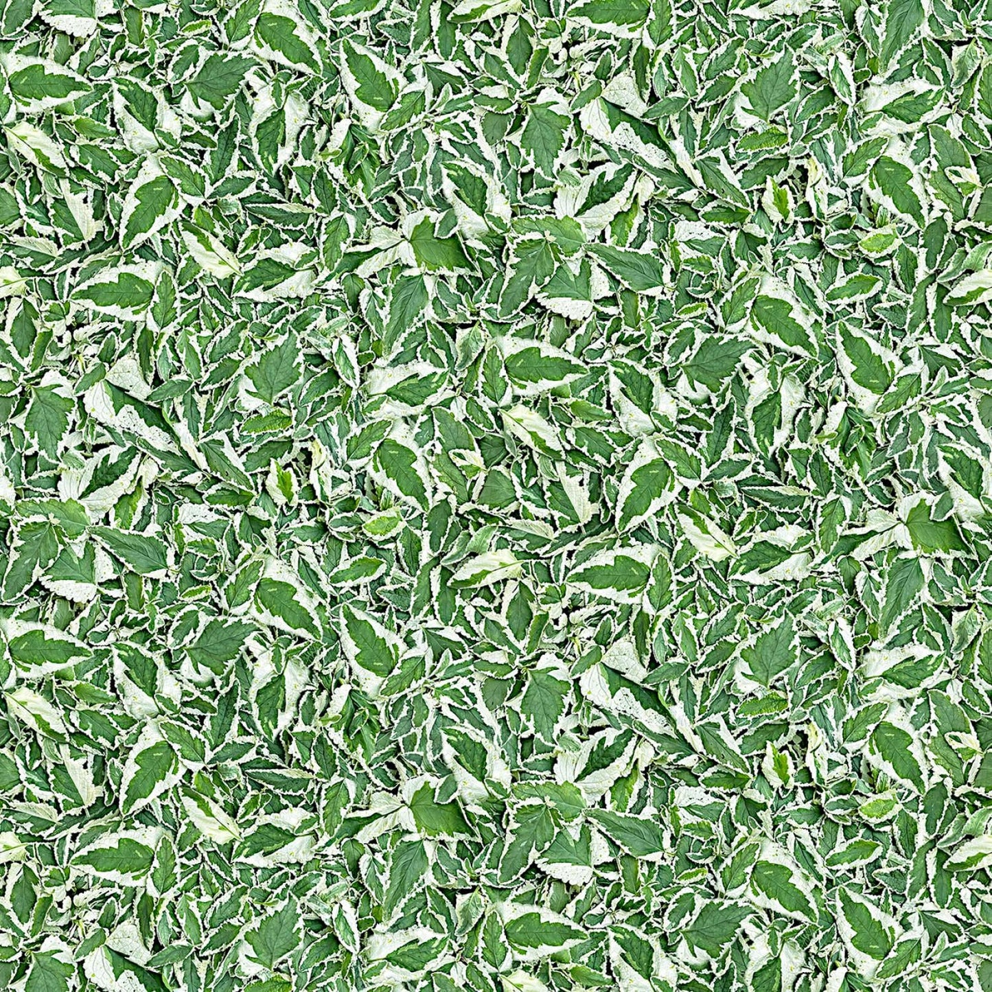 Hand Picked Christmas 5" Charm Pack, Maywood Studio CP-MASHPCH, 5" Precut Realistic Holly Xmas Floral Charm Pack Fabric Squares