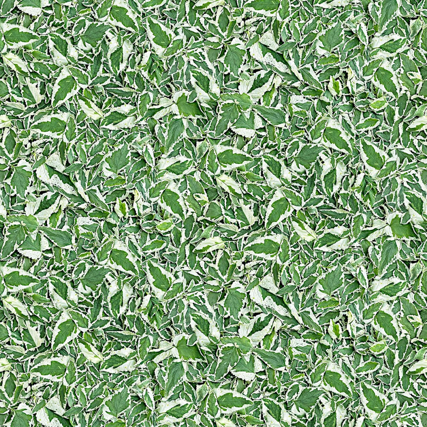 Hand Picked Christmas 5" Charm Pack, Maywood Studio CP-MASHPCH, 5" Precut Realistic Holly Xmas Floral Charm Pack Fabric Squares